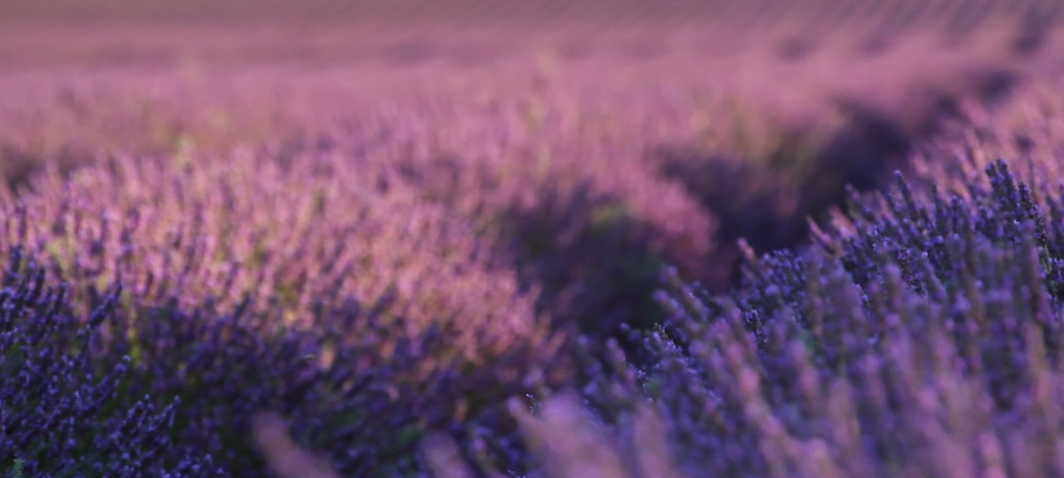 Bierblomsterogbæredygtighed Bierblomsterogbæredygtighed