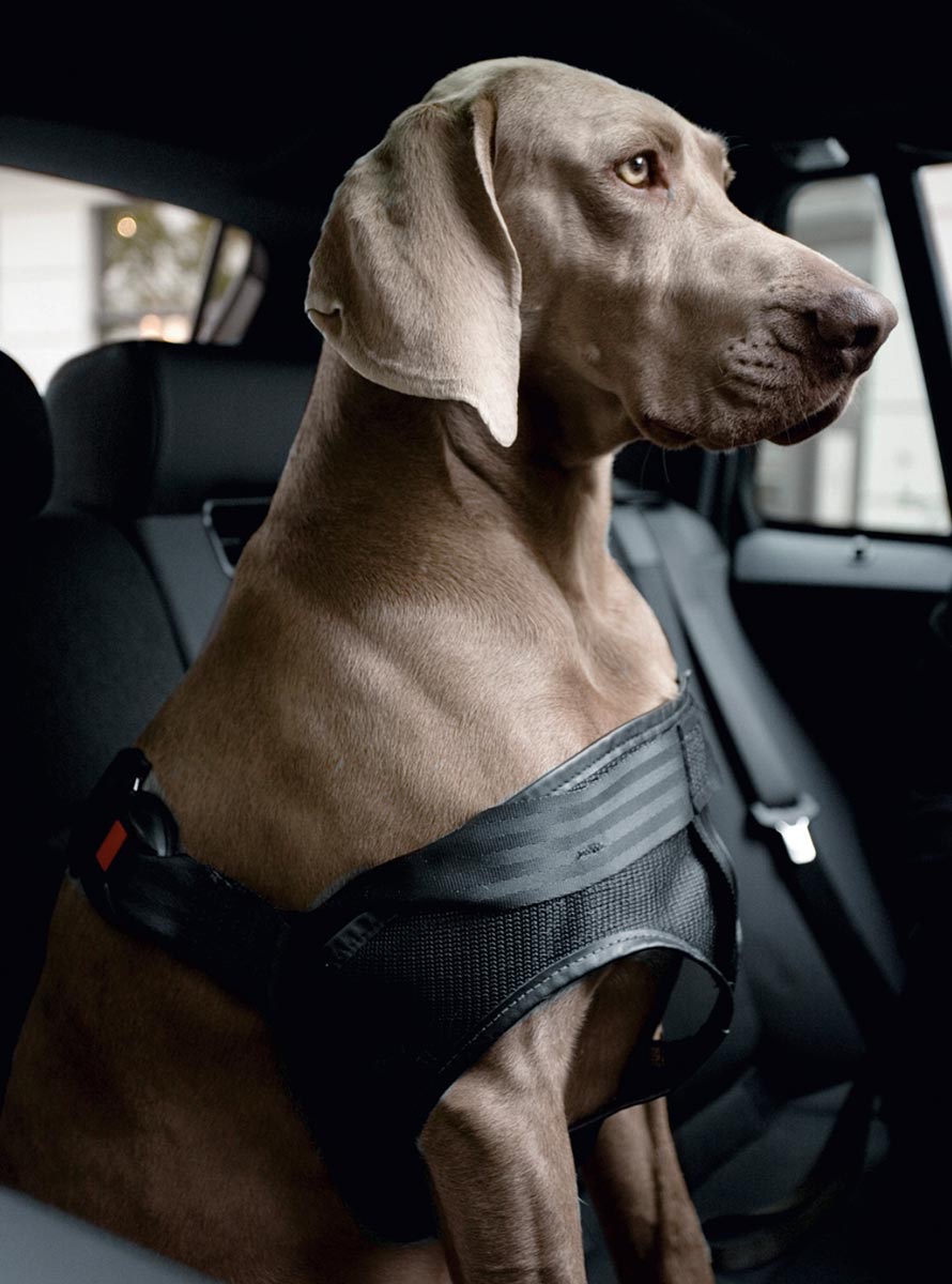 Gør bilen og hunden til de bedste venner