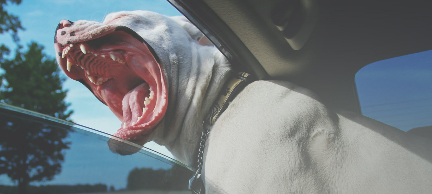 Gør bilen og hunden til de bedste venner